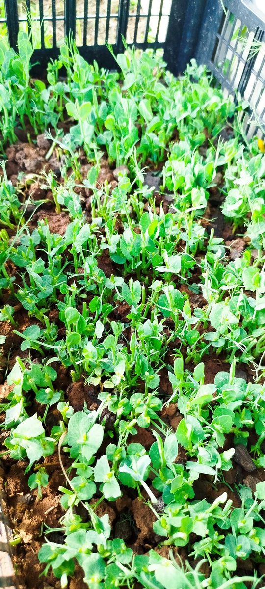 Dichter Erbsen-Microgreens-Bewuchs.