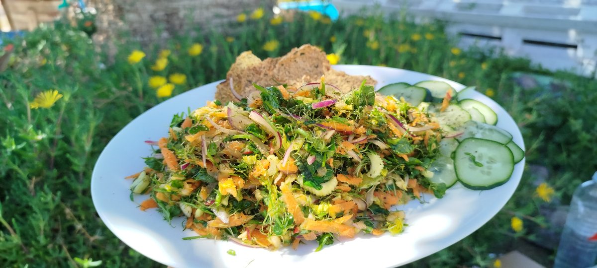 Angerichteter Microgreens-Salat auf weißem Teller mit Gurkenscheiben und Vollkornbrot.