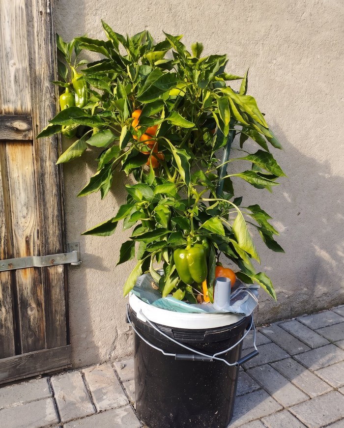 Üppige Paprikapflanze mit grünen und orangefarbenen Früchten, gewachsen in einem Growtainer-Eimer.